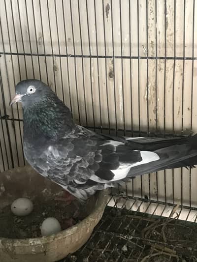 Farrukh saeed & Ib Shah ring Teddy