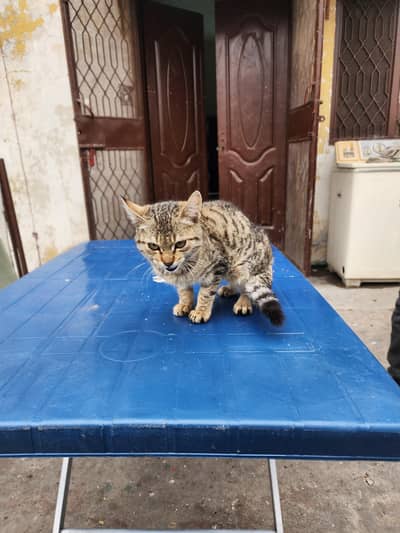 local trained or friendly cat