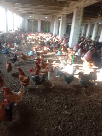 Golden mesri Hens stater