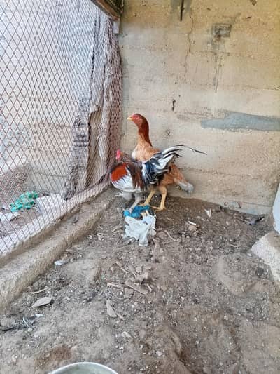 Aseel murgi aur nasli murga hai