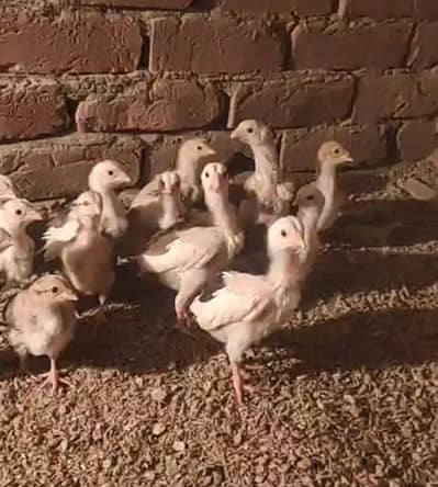 Aseel Heera one number