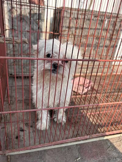 Maltese male puppy for sale
