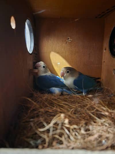Blue Fisheri Split Pale fellow Breeder pair for sale
