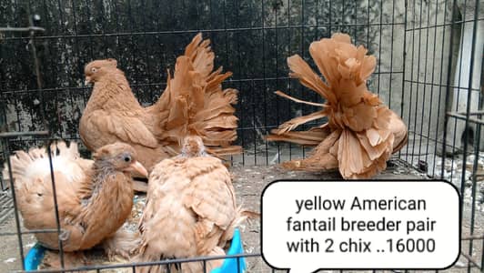 fancy pigeon | kabutar| Jacobin|  frillback saddle | amarican fantail|