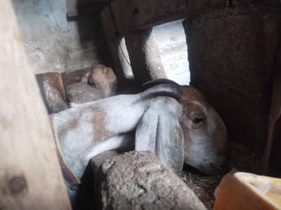 Gabban bakri shera print