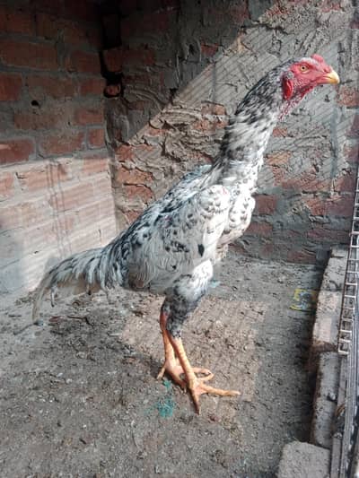 Aseel Shamo young Male Long Hight pathaa