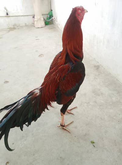 long height high quality aseel murga