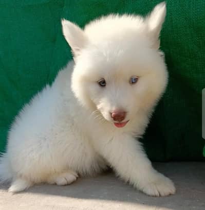 Siberian Husky Male | Husky Odd Eyes | Husky Male Dog For Sale |