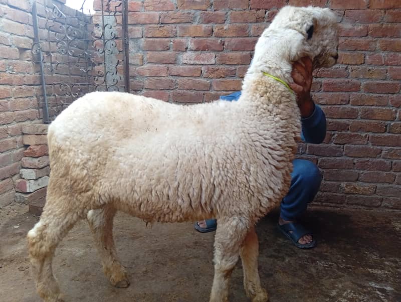 مندرا چھترا 0