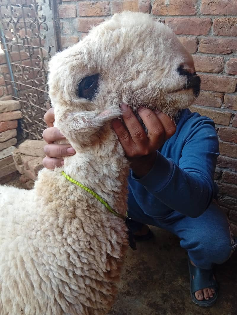 مندرا چھترا 1