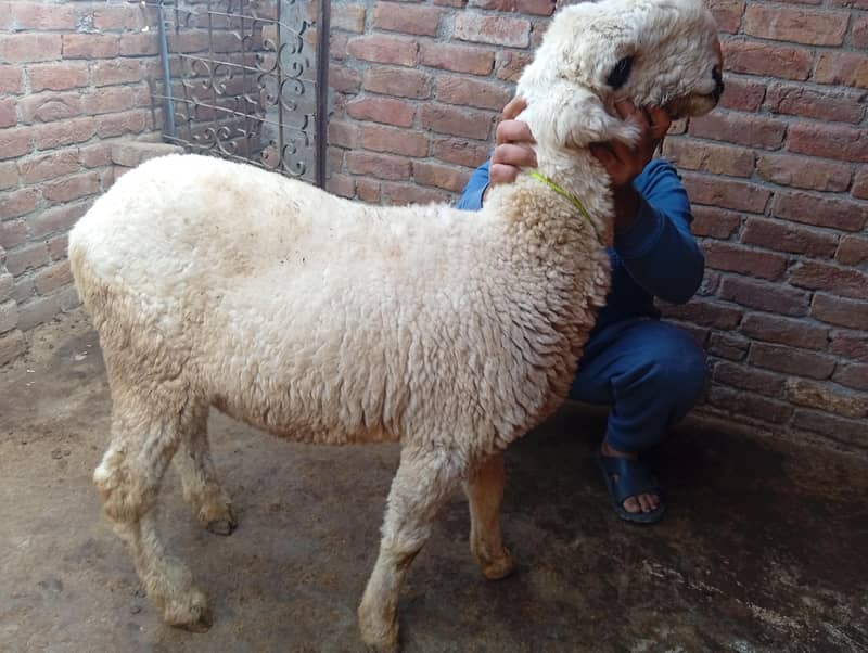 مندرا چھترا 2