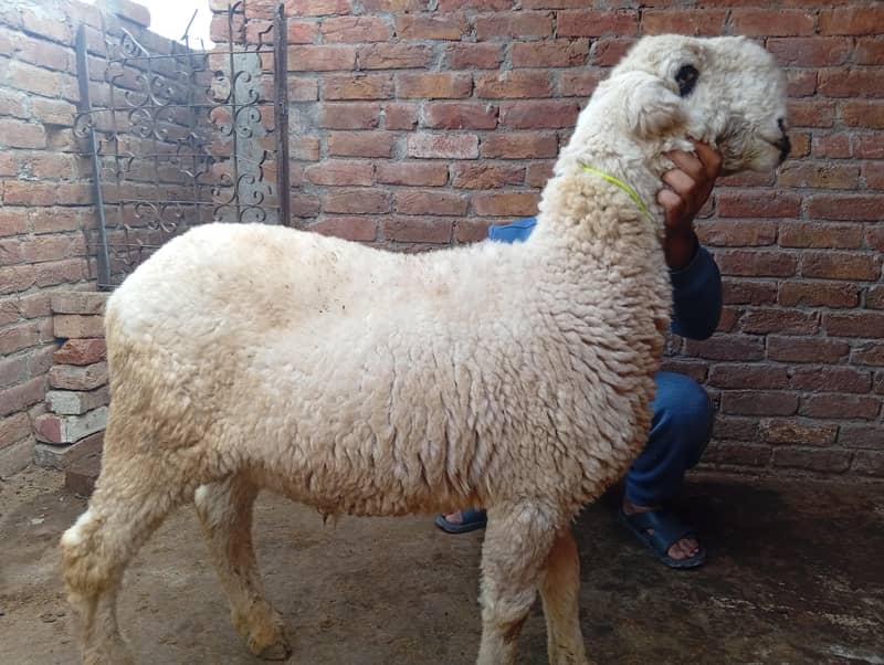 مندرا چھترا 3