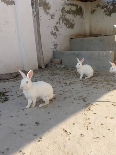 White Rabbit Original – Fresh & Cute Pet