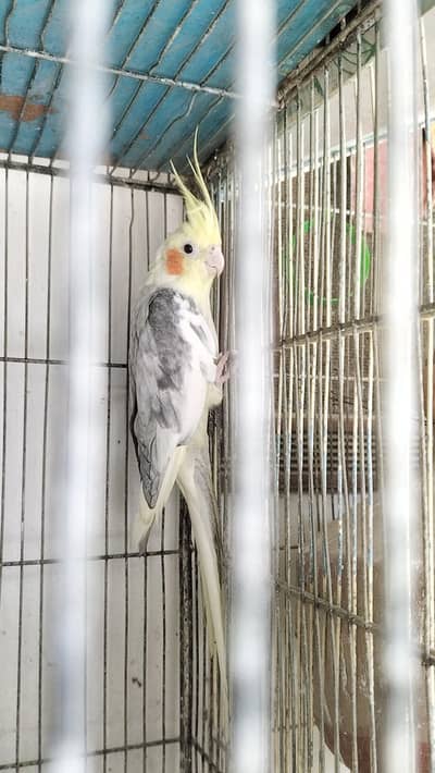 Cocktail Lovebirds Budgies For sell