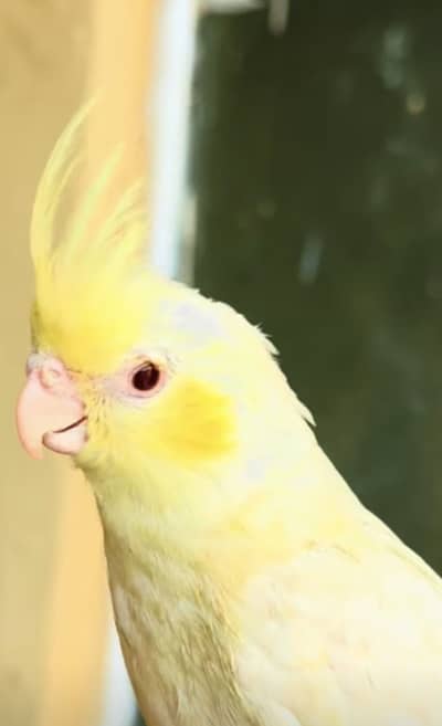 Handtamed cockatiels - handtame cocktails