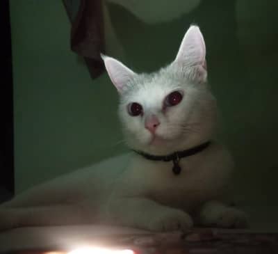 (Free)  white Persian cross breed cat