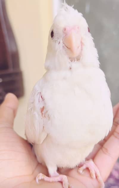 Handtamed cockatiels - handtame cocktail