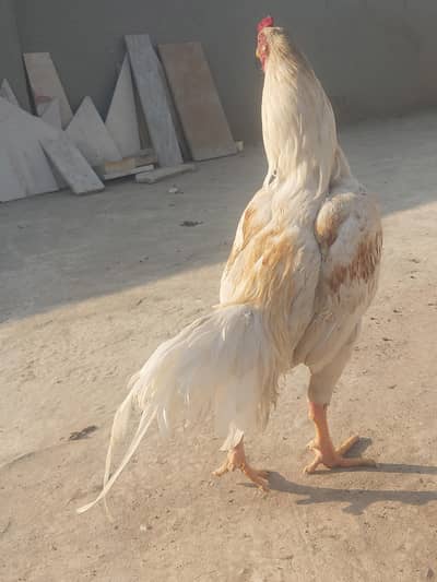 Aseel heera (uper mendi lagi hai) for sale