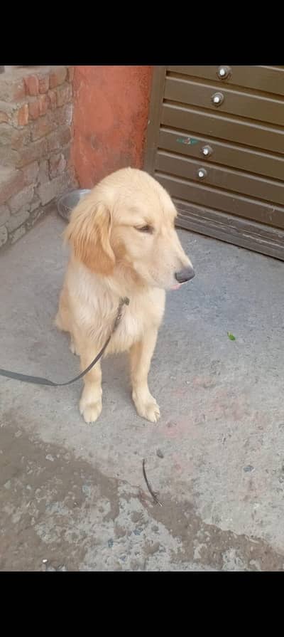 Golden Retriever