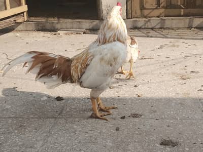 heera aseel cheeni  mix aseel murga rooster