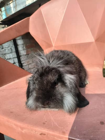 Supreme Quality Holland Lop Breader