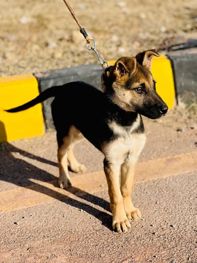 German Shepherd double coat