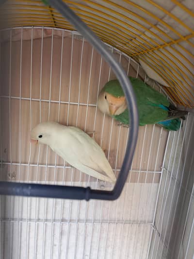 Albino, parblue & other