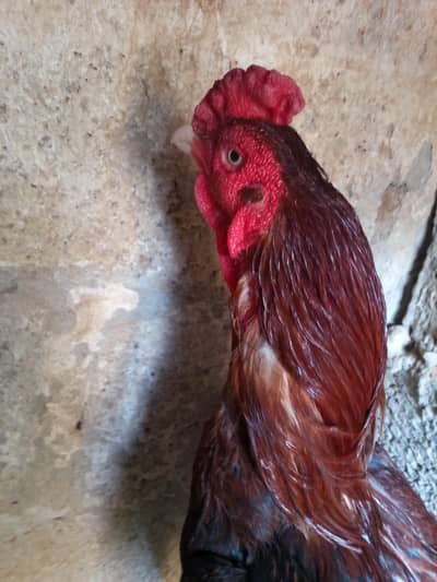 pure asleep mianwalu breeder