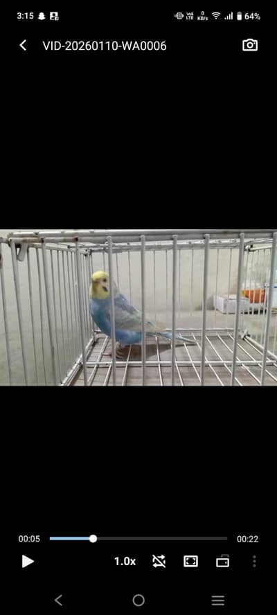 Rainbow Adult Female looking for a new home.