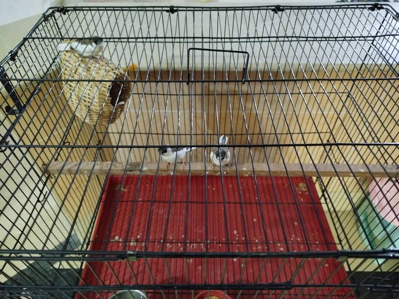 fawan java white java finch 0