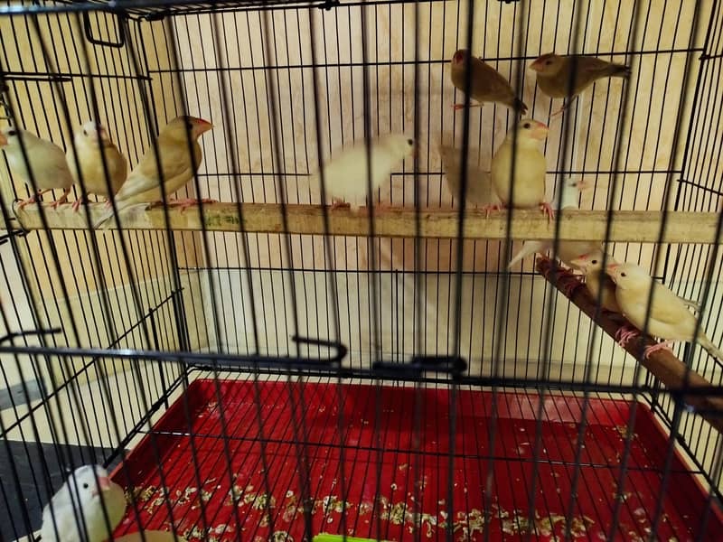 fawan java white java finch 1