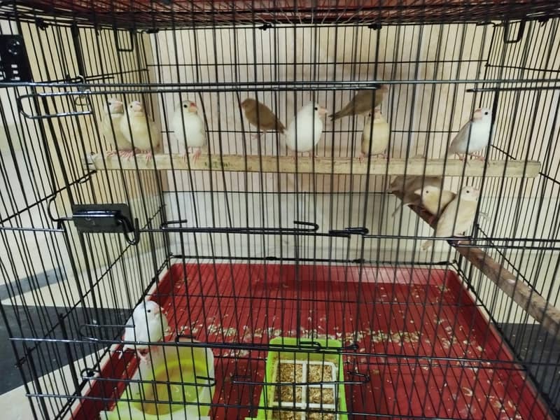 fawan java white java finch 2