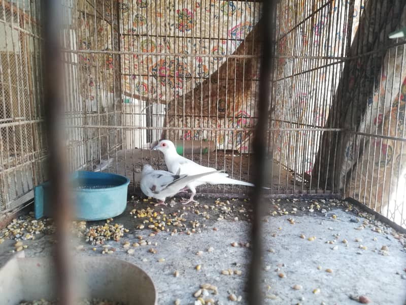 daimond pied doves and gray java pair 0