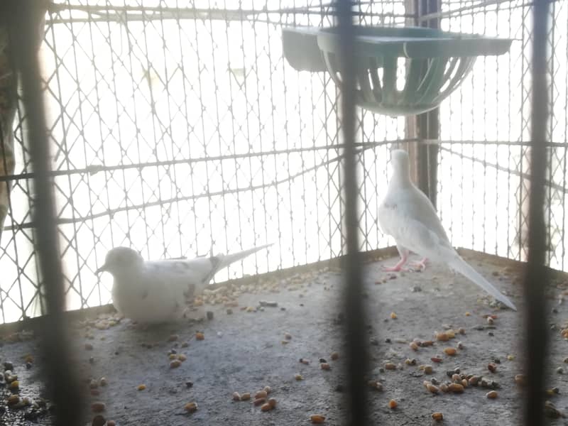 daimond pied doves and gray java pair 1