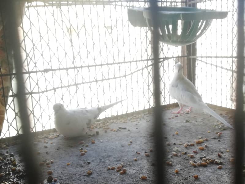 daimond pied doves and gray java pair 2