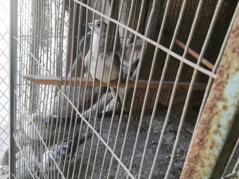 daimond pied doves and gray java pair 4