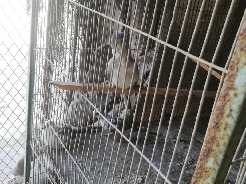 daimond pied doves and gray java pair 5