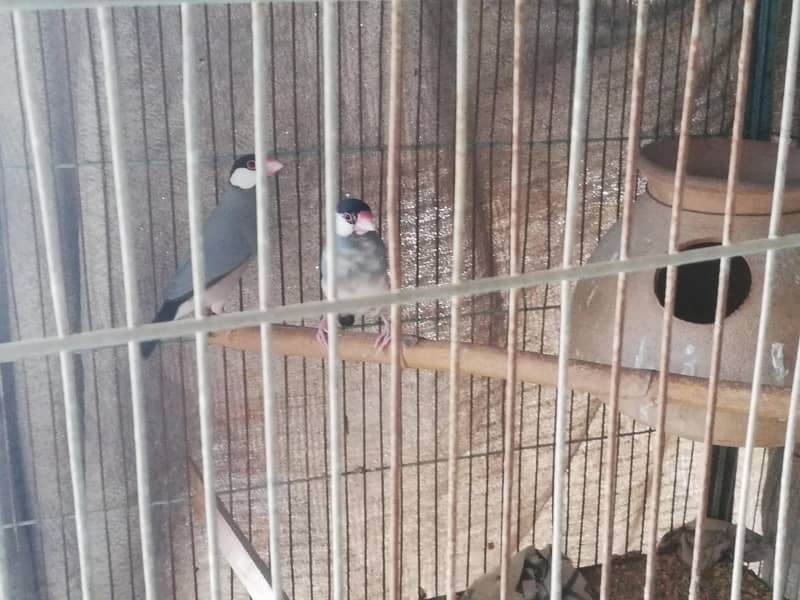 daimond pied doves and gray java pair 7