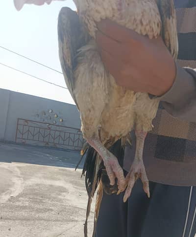 Aseel sindhi cross whit eyes white noke nali