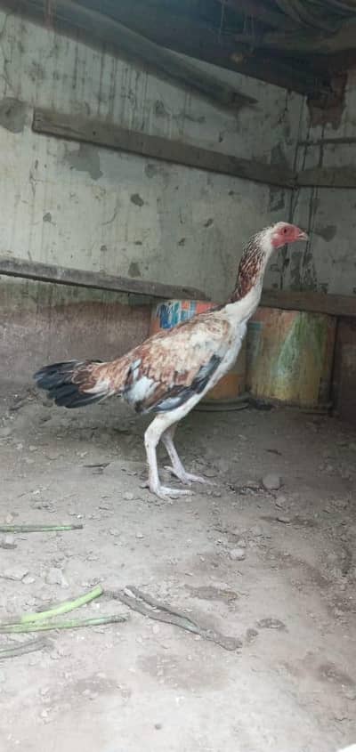 aseel madi or murga  ,03074204368