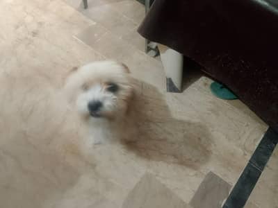 I am selling my dog tarrer