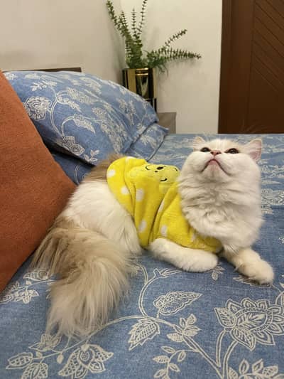 Persian 5 month male cat