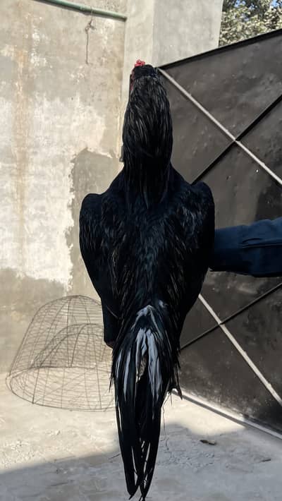 2 Aseel murga for sall loction multan