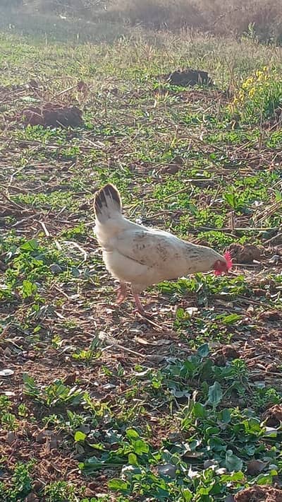 دیسی مرغیاں سٹاٹرفارسیل سات آٹھ پیس ہیں