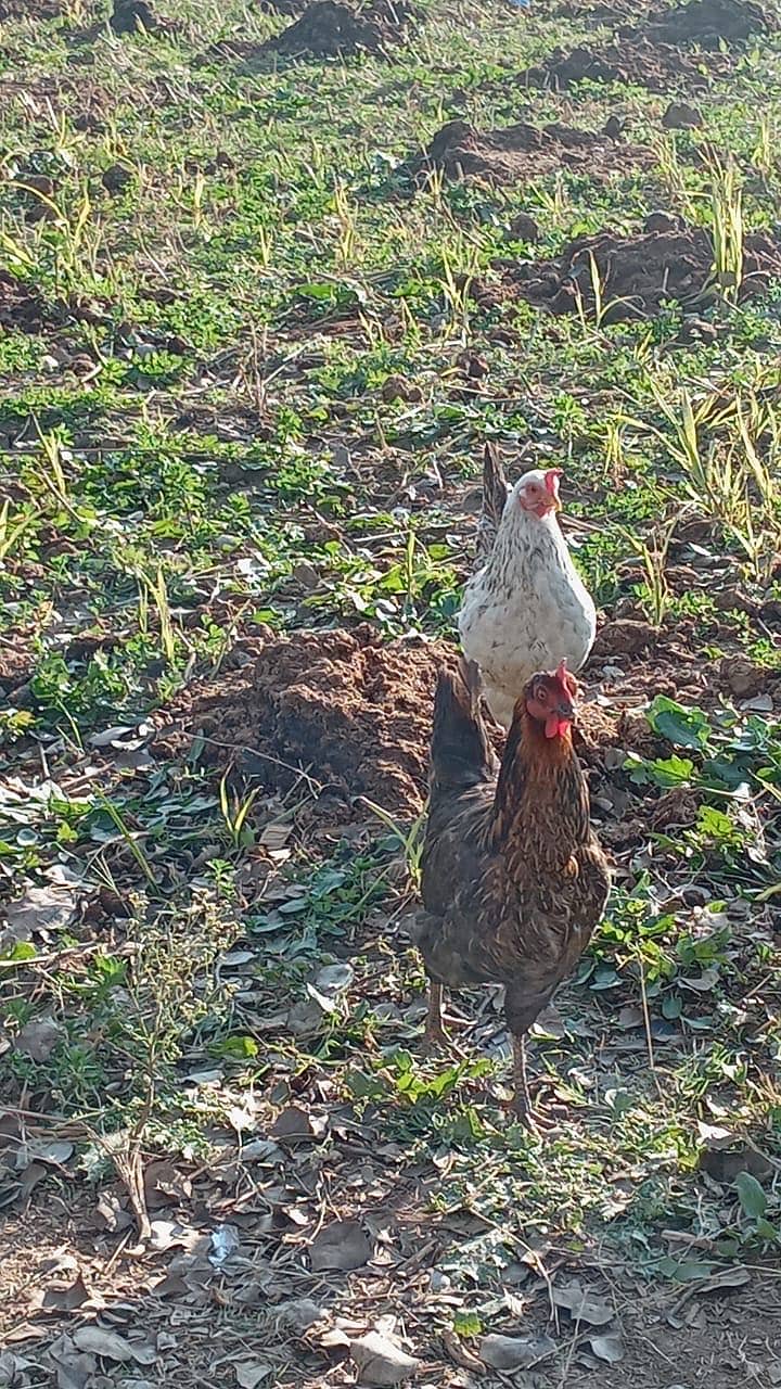 دیسی مرغیاں سٹاٹرفارسیل سات آٹھ پیس ہیں 1