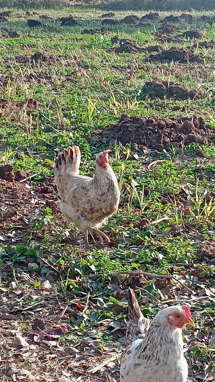 دیسی مرغیاں سٹاٹرفارسیل سات آٹھ پیس ہیں 2