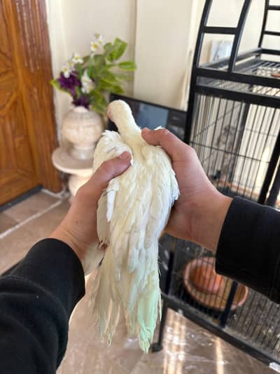 Indian parrot beak tempered tail