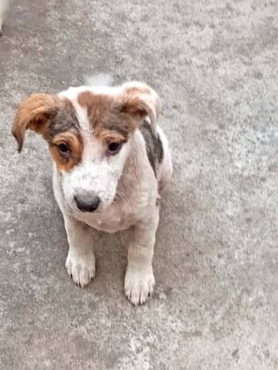 Urgent adoption of puppy. . . kindly contact on WhatsApp