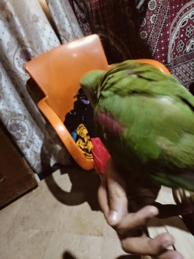 Raw parrot for sale