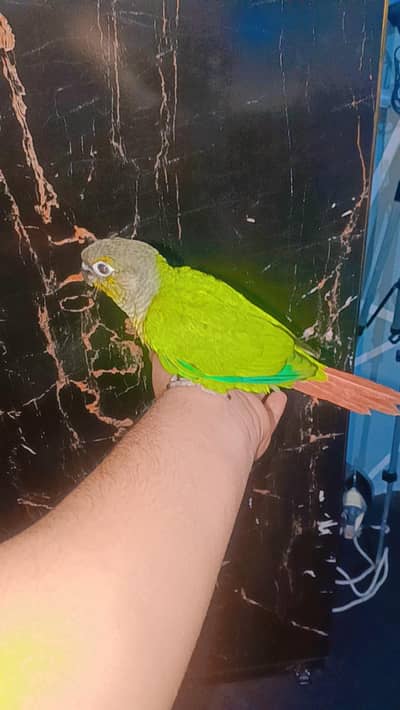 Green chick conure fully covered ready to self chicks for sale